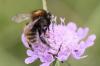 Bombus humilis